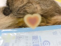 -宠爱国际动物医院· 猫科· 外科·中兽医(长白店)