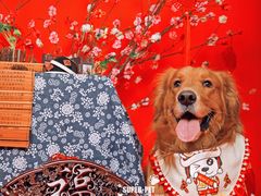 -超宠爱宠物摄影-Super pet