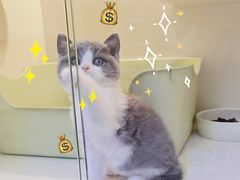 -小猫来了·猫舍(红山六九七九店)