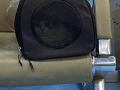 -万博宠物医院·手术·诊疗(未央凤城五路店)