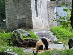 -都江堰中华大熊猫苑