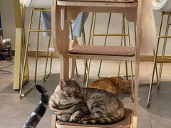 -飞行喵MR PILOT|猫舍·猫咖(静安大融城店)