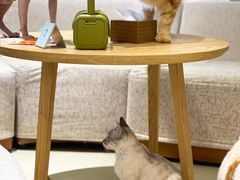 -藏猫猫咖啡主题馆(中央大道店)