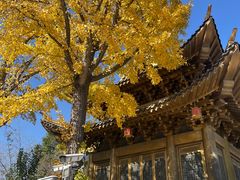 -上海东林寺(金山区)