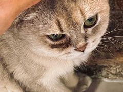 -豆逗聊愈猫阁Easy Life