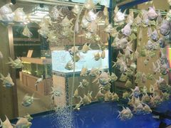 -中环花鸟鱼虫市场
