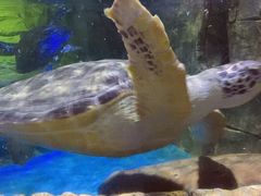 -多彩贵州城极地海洋世界