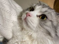 -猫腻·猫咖·撸猫馆(星光大道店)