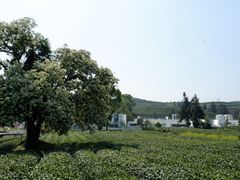 -龙坞茶村