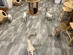 -楼上猫咖(罗湖店)