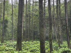 -洛阳白云山景区