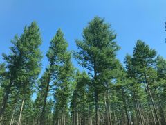 -塞罕坝国家级自然保护区