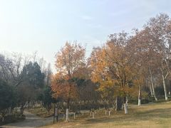-习家池