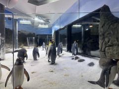 -悉尼海洋生物水族馆