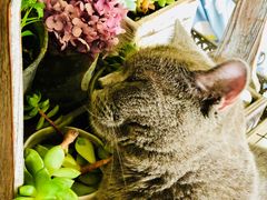 猫咪咖啡-海边的猫和咖啡馆