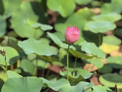 -木塔寺遗址生态公园