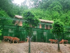 -栾川竹海野生动物园