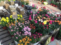 -秦美花卉(天朗·莱茵小城2期店)