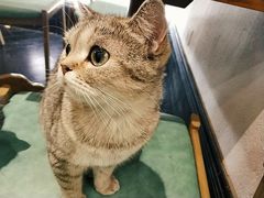 -猫色咖啡·猫咖