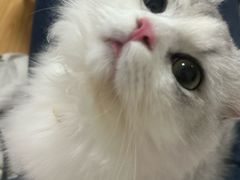 -瑞鹏宠物医院·骨科·猫科·内科(第一中心)