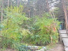 -帽儿山国家森林公园