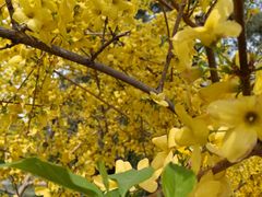 -亮马河饭店翠雅咖啡厅