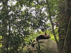 -中国大熊猫保护研究中心雅安碧峰峡基地
