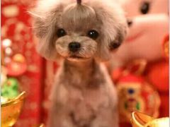 -读宠于你·约克夏比熊·睫角守宫·爬宠售卖(高新店)