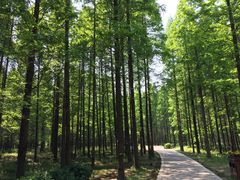 -黄海国家森林公园