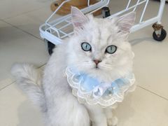 -怪兽屋·羊驼·猫咖·狗咖(俊华广场店)