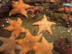 -西雅图水族馆