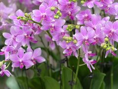 -双季花艺园艺市场(浦东店)