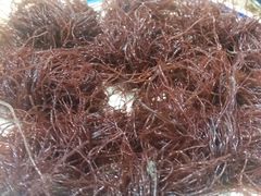 海草-堂客老火锅(欣阳广场总店)