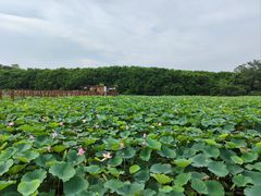 -大湾区中央湿地公园