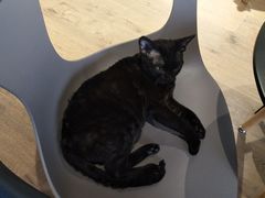 -东方名猫馆·英短金渐层布偶猫舍(环线广场1号楼店)