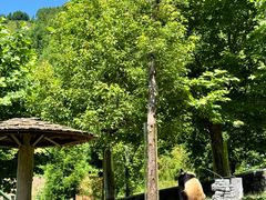 -卧龙中华大熊猫苑神树坪基地