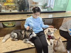 -Husky Go! 哈士奇体验馆·宠物咖啡厅狗咖