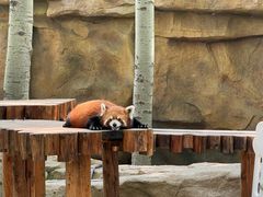 -北京野生动物园