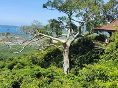 -三亚亚龙湾人间天堂鸟巢度假村