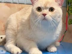 -猫宠乐园·专业洗护