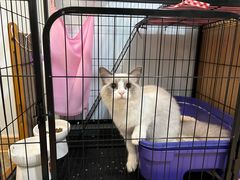-lincat·猫舍(广州店)