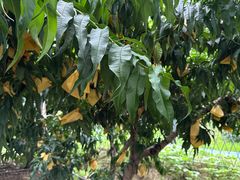 -老袁家蜜桃农场·阳山水蜜桃