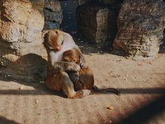 -长白岛森林公园