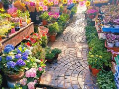 -曲阳花鸟市场(曲阳路店)