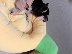 -逗柴咖啡屋·狗咖猫咖宠物桌游