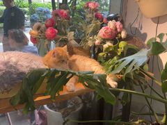 -李小姐の猫咖啡馆(五角场店)