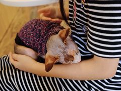 -喵匠猫主题咖啡(凯德和平广场店)