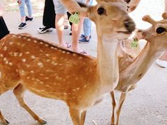 -鹿境梅花鹿生态园区