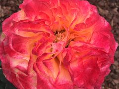 -人民公园(罗湖区)