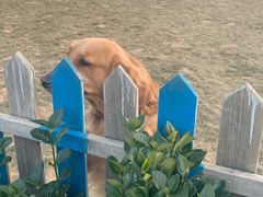 -趣玩宠物乐园寄养训犬训狗游泳池